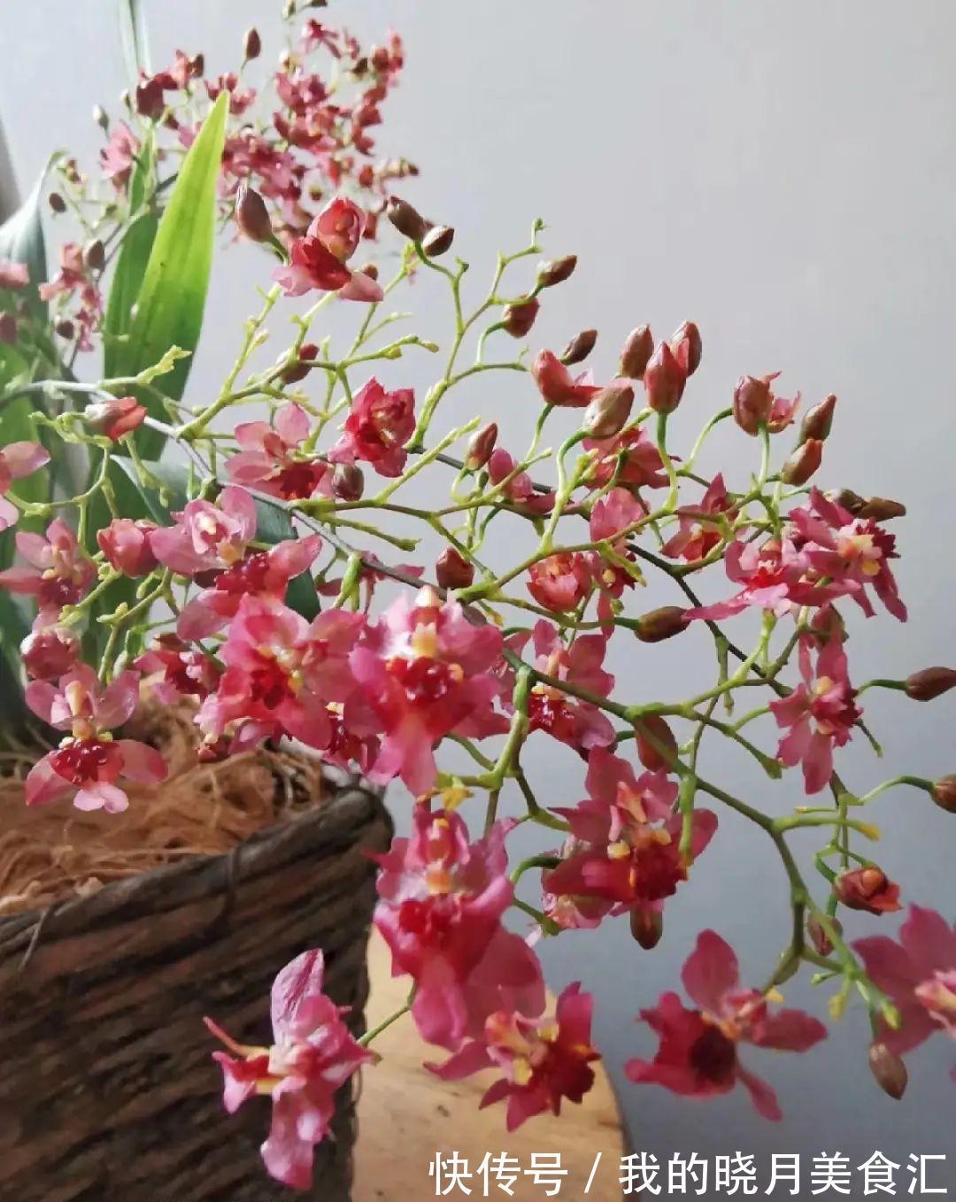 秋冬不开窗,就得养盆它,满屋子香味特好闻