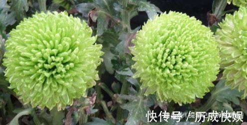 喜欢菊花，不如养”优良名品“绿乒乓菊，似绿如新翠，小巧玲珑
