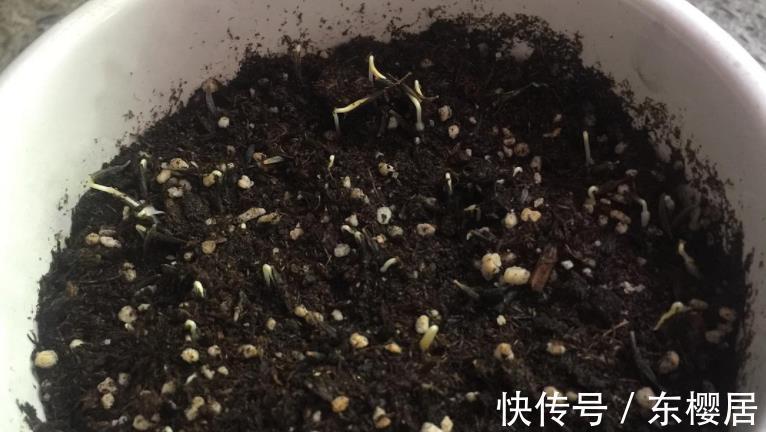 花友们|新人养花养这3样,漂亮好养,还能收获种子育苗,年复年赏花