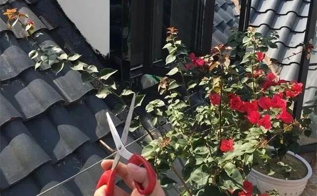 扦插|三角梅的养护大全摘光叶子，少浇水，使劲晒，开花爆满盆