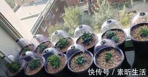 养多肉还在担心天冷叶子化水吗?套上它,反而不挨冻长得更好