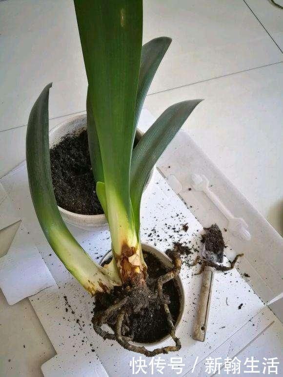 养君子兰浇水“别多手”，少做个动作，不烂叶、不烂根，花苞直冒