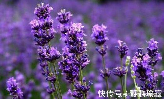 玫瑰|几款花卉美过玫瑰,花开不断,好养易开花,花香四溢飘满屋