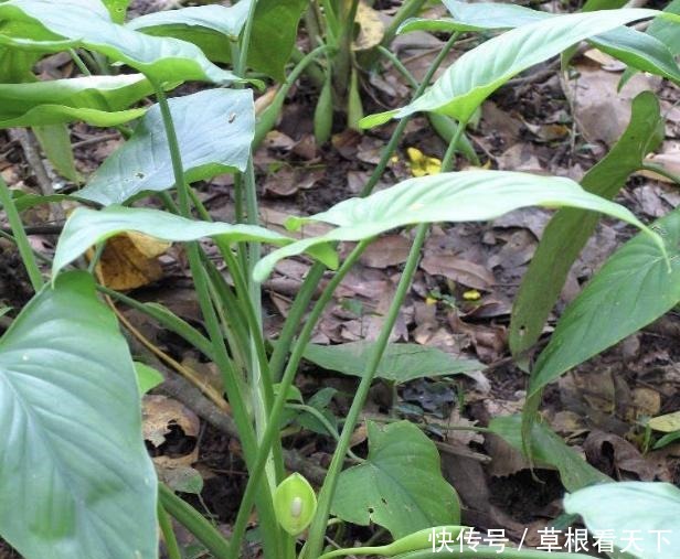 叶片|在路旁,有1种“千年健”叶片大,比车前草奇特,更是珍贵、值钱