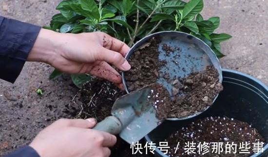 长势|养茉莉栀子花，千万别用2种土，用了就黄叶，养一盆死一盆