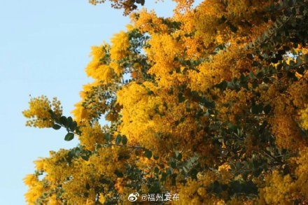 老年|春暖花开！长乐这座公园的银叶金合欢惊艳了时光