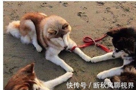 |幽默笑话：周末去游乐场，看见一对父子