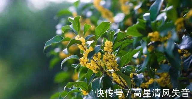 桂花的香味飘进厨房!