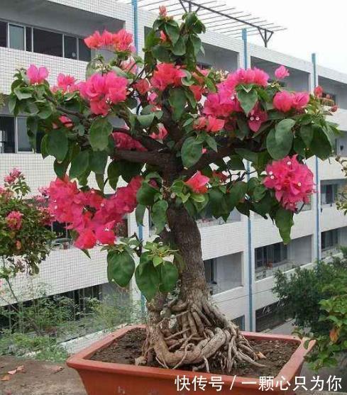 立冬前养三角梅，趁早做好4件事，安全过冬，来年开花更旺盛