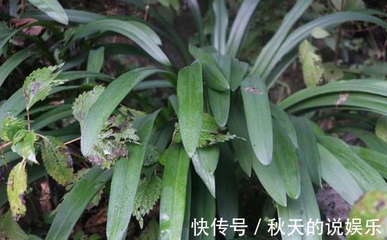 回家|山上叫不上名的野生绿植挖回家当做盆景,不知道合不合适