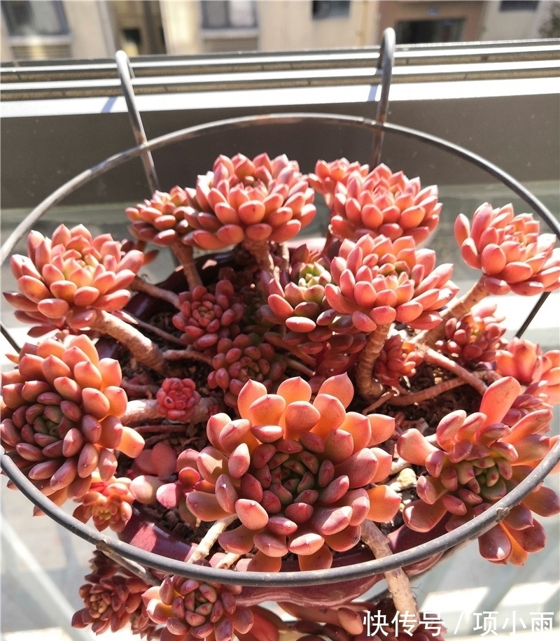 天下养肉人都一样贪