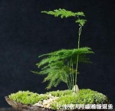 别傻傻把“云竹”当文竹养,“云竹”很贵重,区别养护别受骗!