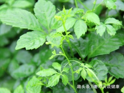 健康知识|立秋后，咳嗽多痰怎么办用此野菜泡水喝，清热解毒、止咳祛痰