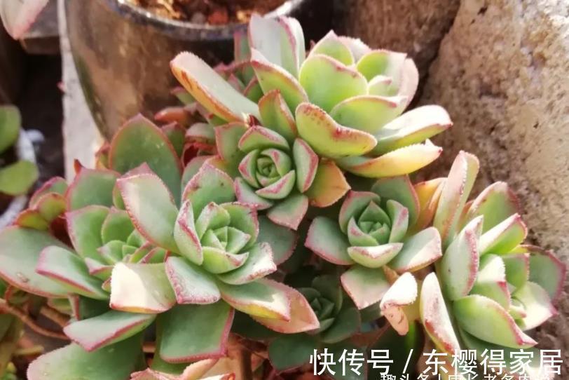 艳日辉|跟艳日辉撞脸的多肉红缘莲花掌,你知道怎么区分和怎么养吗?