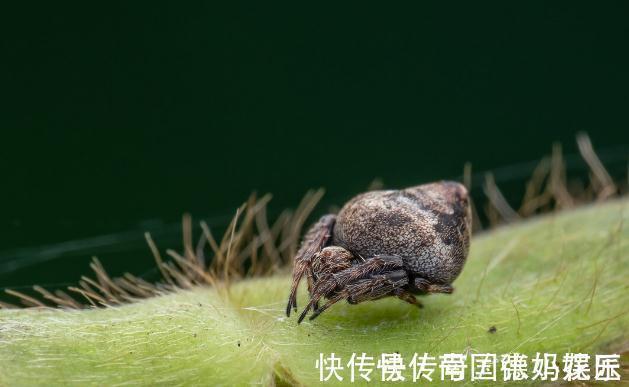 旧土|养花换下来的旧土别扔，加4种东西，比新土还好用