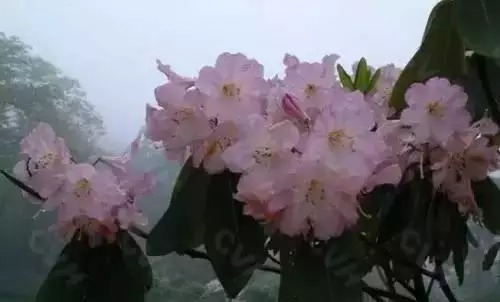 瑞香花|全国56市市花，太美了