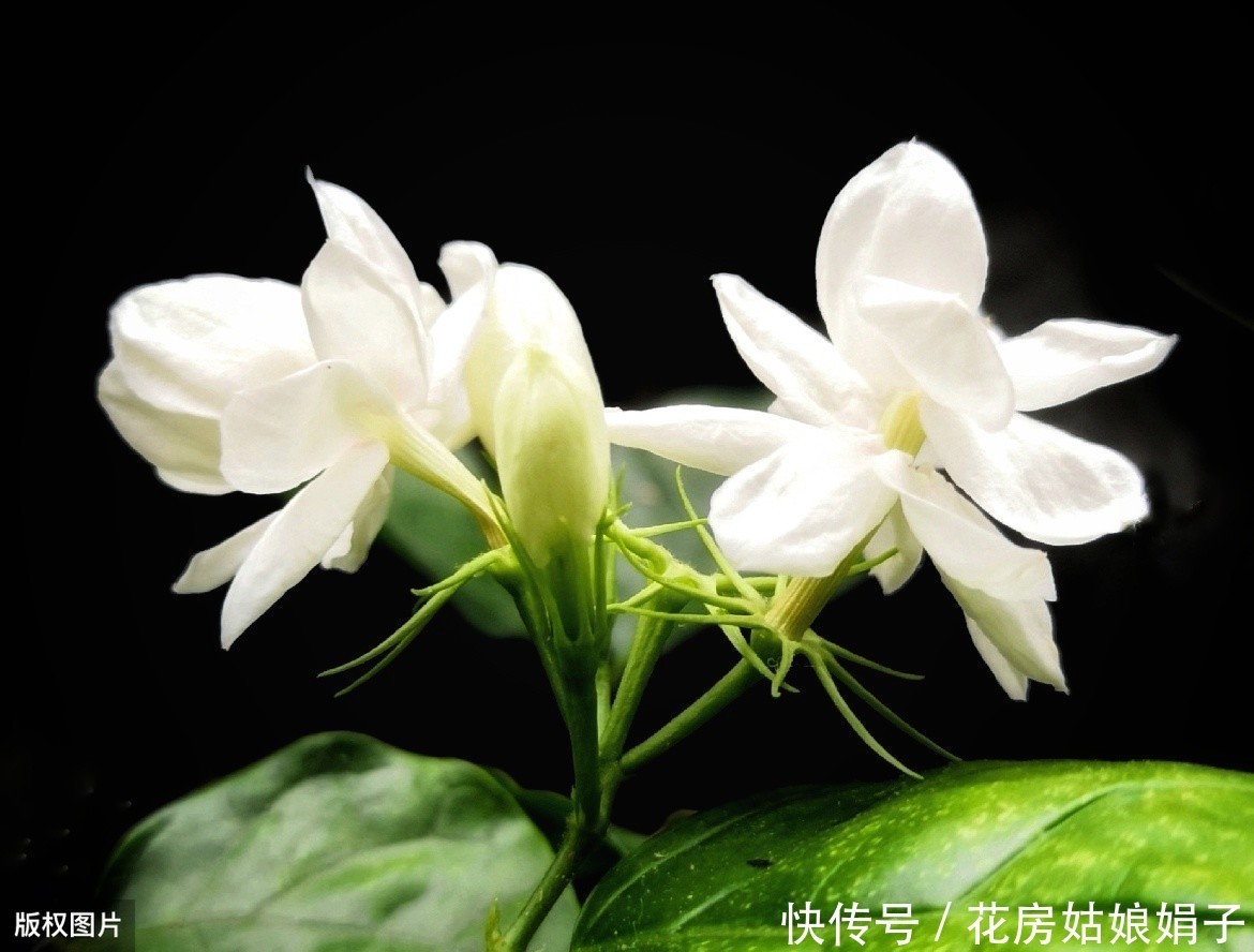 养分|夏天想让茉莉花开花多，做好“晒、追、剪”，开的花又白又香