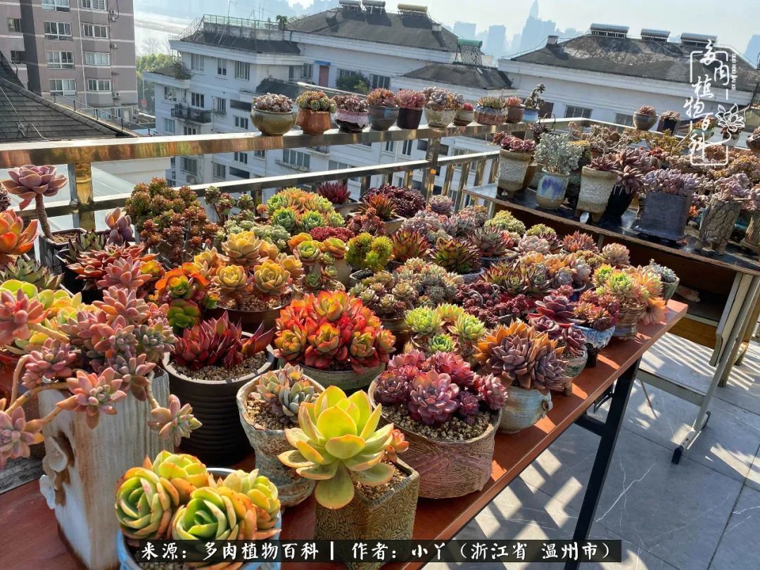 祖上无院家里无矿,一腔浪漫情怀付诸楼顶造花!