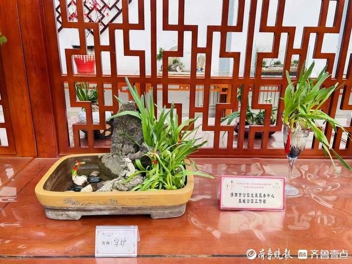 大明湖|济南大明湖迎春花展暨第九届水仙花展即将开幕