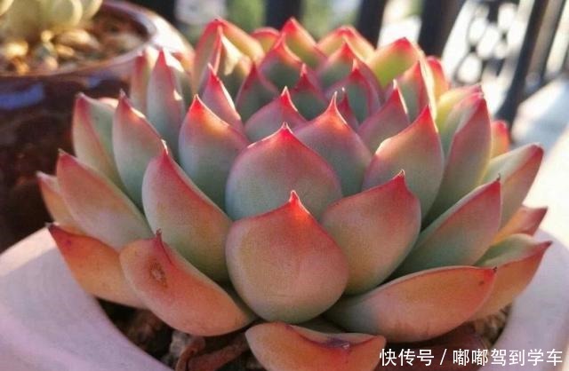 多肉的叶片干瘪，发皱，变软，需要浇水吗，且听大神如何回答！