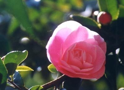 此花是一个高尚的存在,是天真无邪的花,寓意着最为理想的爱