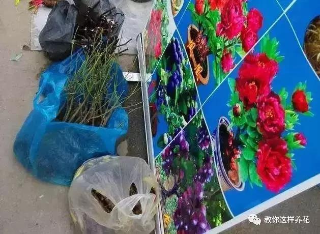 4种花再好看也别买，养不活不值钱，还惹一肚子气！