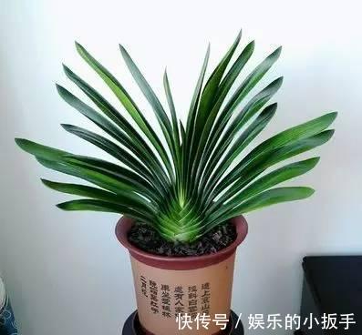 开花|为什么你养了5年的君子兰就是不开花,要满足三个条件才能开花