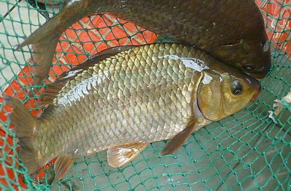 冬季钓鲫鱼,打窝的这四个细节做到位,连杆中鲫鱼,个头还不小