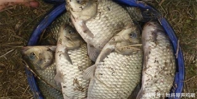 这3种东西渔具店不肯卖,专攻鲫鱼鲤鱼和草鱼,爱钓鱼的你别错过