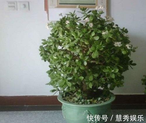 这3种花要“穷养”,盆小水少长得好,爆出侧芽养成老桩盆景