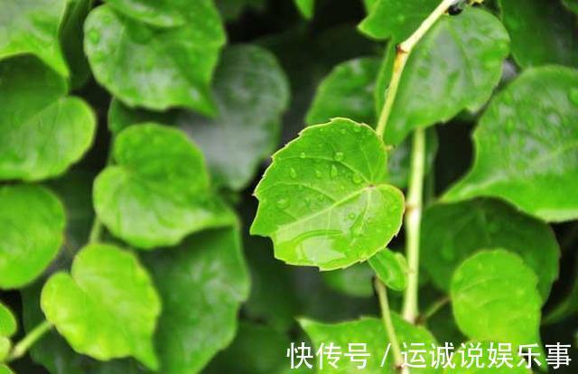 阳台上|3种花是“吸附甲醛”小能手,卧室客厅放几盆,天天都有好空气