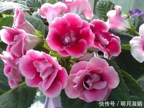 这花繁殖超快,叶子随便切碎,扔盆里就能冒出一堆花,太强悍了