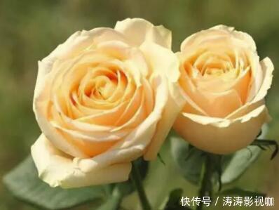 玫瑰花|玫瑰花,最美的“4种”,随便养一盆,比香水好闻,比牡丹更好看