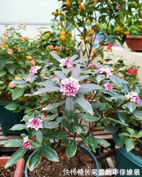 茶花|十月不知养啥花?看看这六种,好养又漂亮,可以放心入手