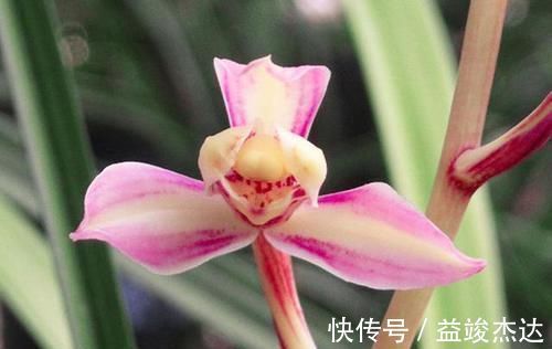 这2款难得一遇的珍品兰花,花色美艳,花型稀少,新手都能养好