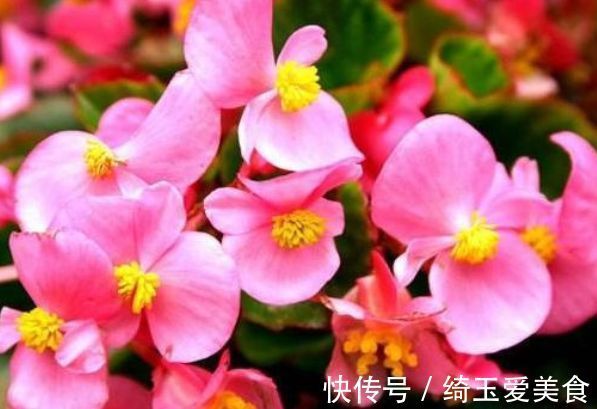 四季海棠|家有庭院就养5种花,夏天开正旺,花期长花朵多,一盆开出200朵花