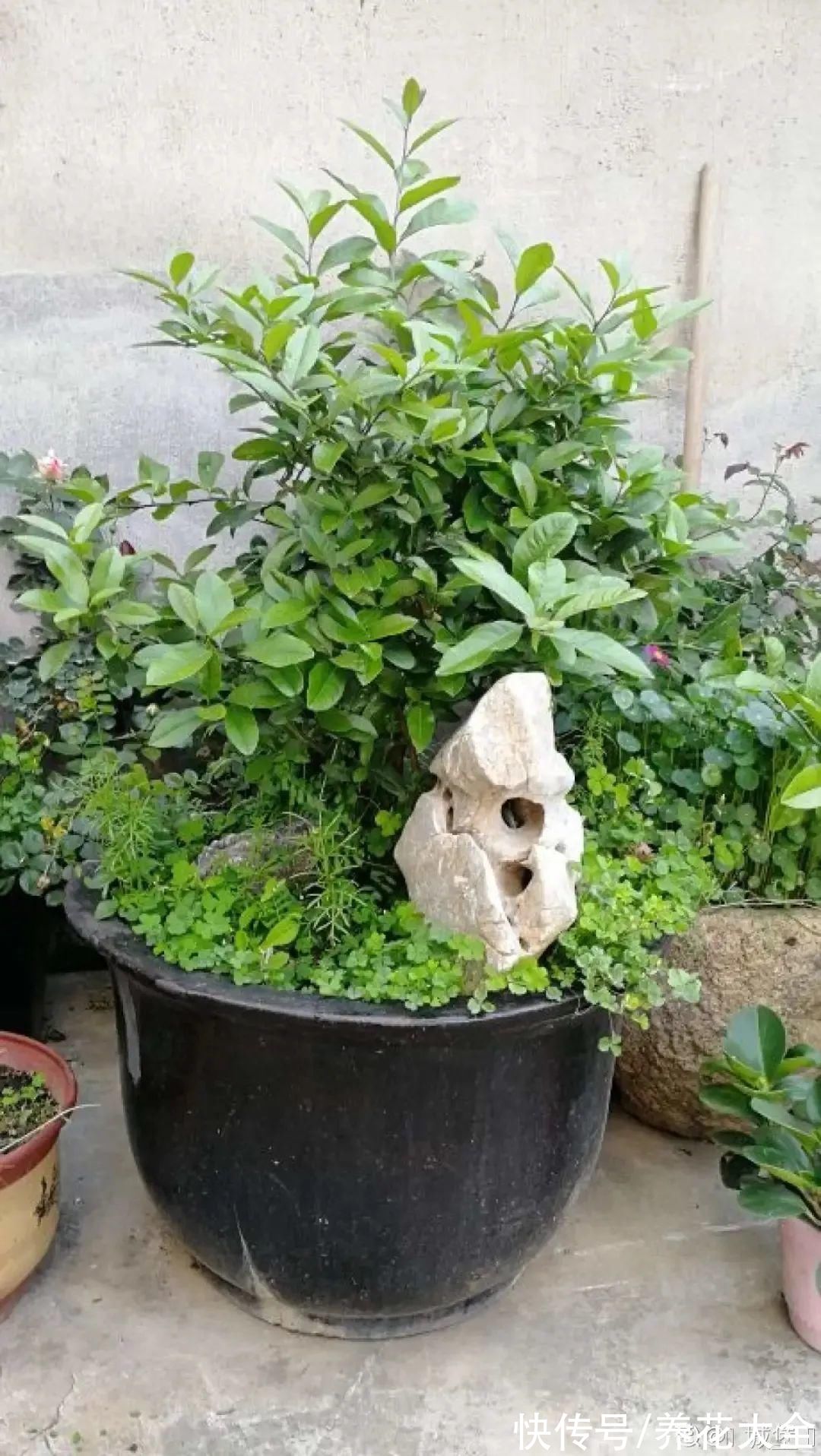 奥绿肥|家里养盆柠檬树,四季都结果,满屋子香味,开花胜过香水