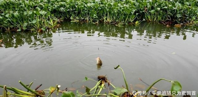 钓友|某些钓鱼人，请你自觉点，这些不齿之事难登大雅之堂，别再丢脸了