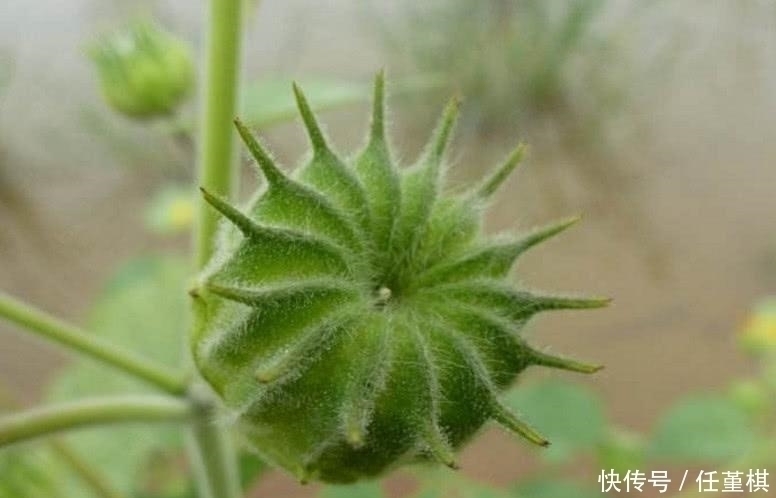 野草|乡下不起眼的“野草”,却是不可多得的中药,城里人高价难求!