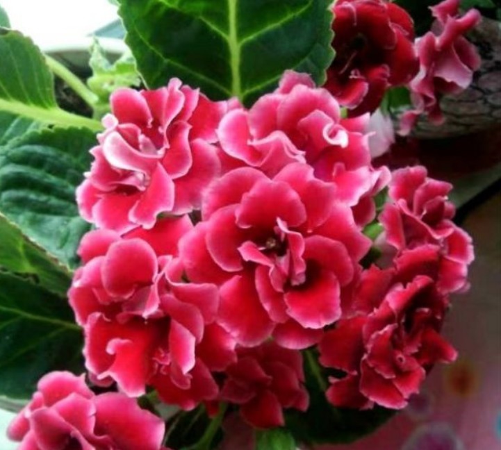 “此花”没有哪种花能与之“媲美”，堪比玫瑰和牡丹，娇艳绚丽！