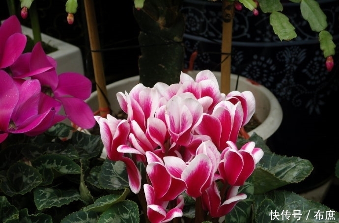 养仙客来的“4个”关键环节,花色丰富,花期更长,仙气十足