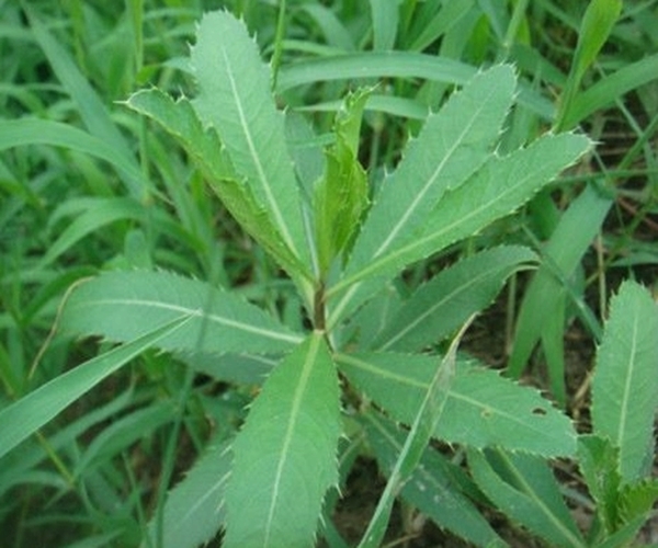 救命草|农村的这一种“救命草”，以前被人嫌弃，殊不知竟竟是养生良药！