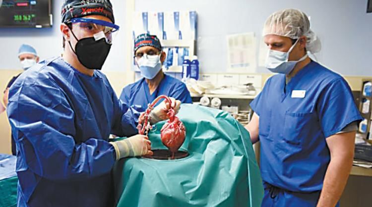 心脏|世界首例！猪心脏移植人体，专家提醒“要慎重”