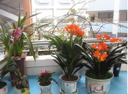 想要养好花，盆底垫上“3玩意”，透气、不烂根，枝繁“花”又茂