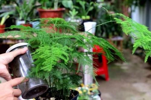  黄叶|文竹冬天做好这几件事，避免黄叶，长势茂盛，枝叶青翠