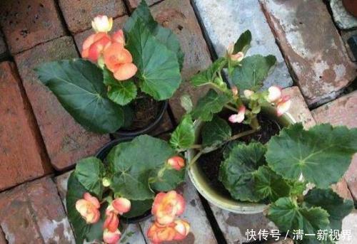 花儿|养丽格海棠，这4个“养护细节”别忽略，花苞多，一年四季开花！
