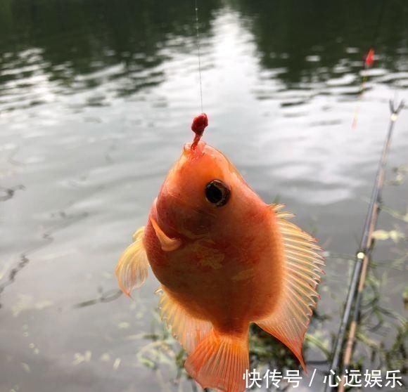 罗非鱼|这鱼在漠阳江快泛滥了,钓鱼人:到处都是,所幸还好吃