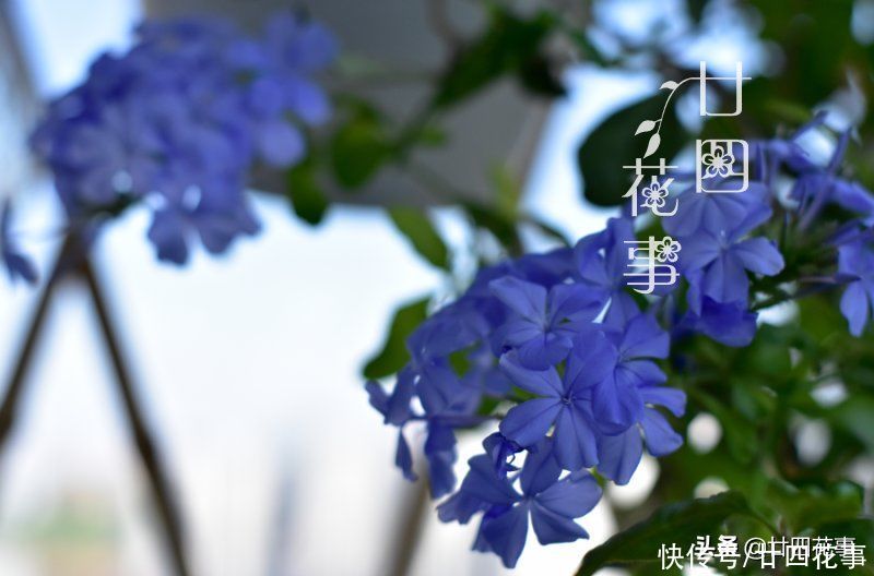 太阳花|懂花的人，喜欢在夏天养10种花，有香有色，越热长得越欢实