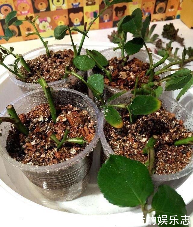 春天不用买盆栽,3种花,摘一个枝扦插,长成一大丛,漂亮好繁殖!