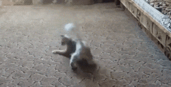 |搞笑GIF:刚领完结婚证,女朋友整个人都飘起来了!